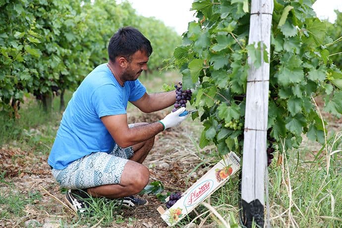 Ove sezone ubraće 2,1 milion kilograma Ove sezone ubraće 2,1 milion kilograma