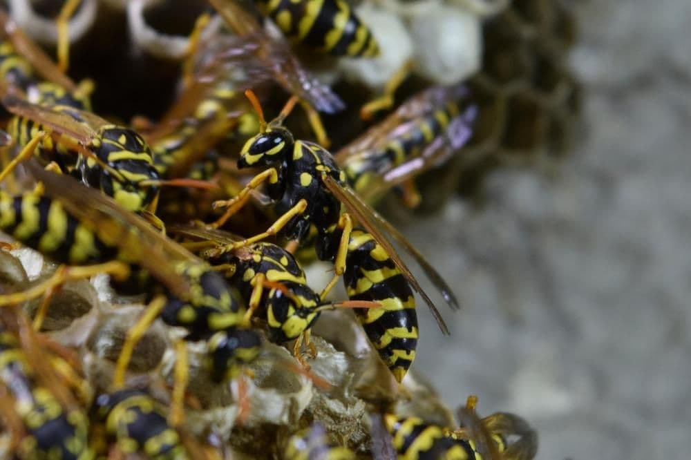 Gradskog odbornika nasmrt izujedao roj stršljenova Gradskog odbornika nasmrt izujedao roj stršljenova