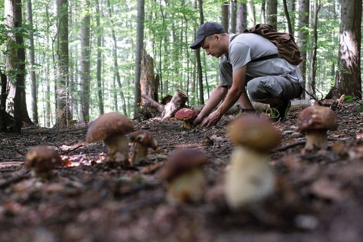 Zbog trovanja pečurkama na VMA primljeno 15 osoba, otrovne gljive se prodaju na pijaci Zbog trovanja pečurkama na VMA primljeno 15 osoba, otrovne gljive se prodaju na pijaci