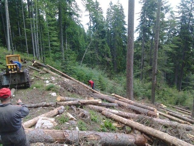 Upravi za šume fale 33 inžinjera Upravi za šume fale 33 inžinjera
