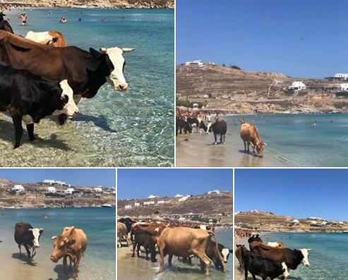 Krave prošetale plažom u jednom od najskupljih ljetovališta Krave prošetale plažom u jednom od najskupljih ljetovališta