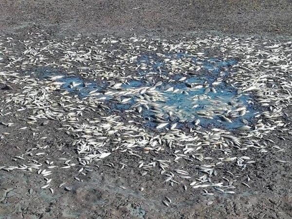 U Slanom jezeru uginulo 690 kilograma ribe U Slanom jezeru uginulo 690 kilograma ribe