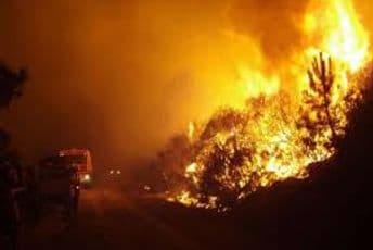 Radnici iz Srbije pošumljavali šumu u Austriji pa je zapalili