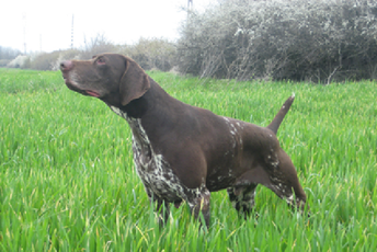 Na periferiji Bara: Šezdesetsedmogodišnjak ubio lovačkog psa Na periferiji Bara: Šezdesetsedmogodišnjak ubio lovačkog psa