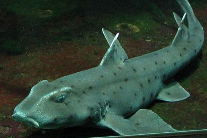 Ukrali ajkulu iz bazena i iznijeli je u kolicima za bebe Ukrali ajkulu iz bazena i iznijeli je u kolicima za bebe