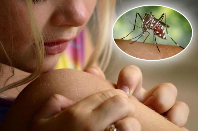 Virus Zapadnog Nila sve više napada Beograđane skoro svih uzrasta Virus Zapadnog Nila sve više napada Beograđane skoro svih uzrasta