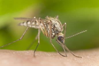 Virus zapadnog Nila širi se Grčkom: Umrlo 13 osoba Virus zapadnog Nila širi se Grčkom: Umrlo 13 osoba