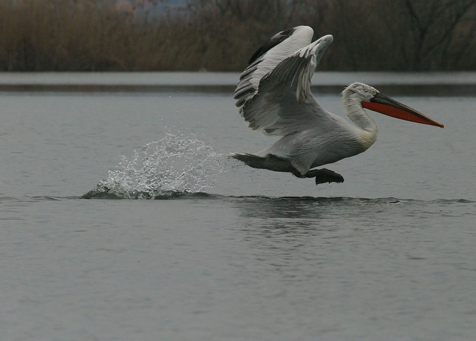 Uspješna godina za pelikane Uspješna godina za pelikane