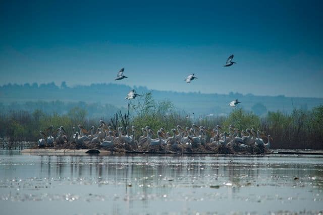 Uspješna godina za pelikane: Novih 58 ptica Uspješna godina za pelikane: Novih 58 ptica