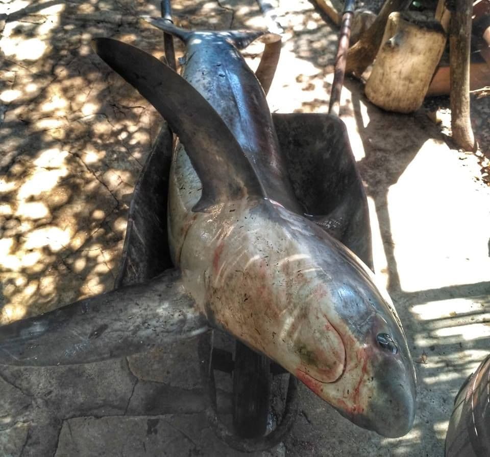 U Crnoj Gori ulovljena zaštićena morska lisica U Crnoj Gori ulovljena zaštićena morska lisica