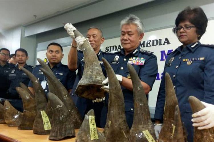 Zaplijenjeni rogovi nosoroga vrijedni 12 miliona dolara Foto: Srna/Nezavisne