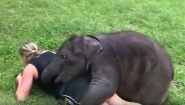 VIDEO: Ovako slon pokazuje ljubav čoveku VIDEO: Ovako slon pokazuje ljubav čoveku
