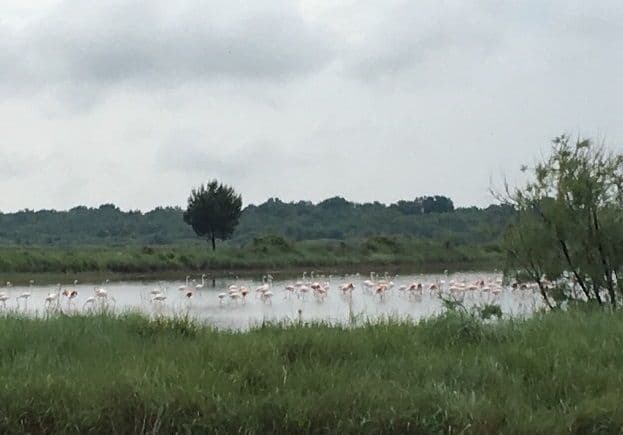 Nacionalnim parkovima produžen Ugovor o zakupu Ulcinjske solane Nacionalnim parkovima produžen Ugovor o zakupu Ulcinjske solane