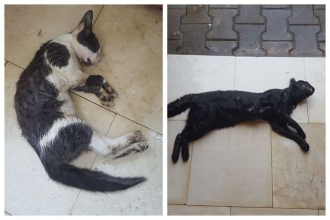 Masovno trovanje pasa i mačaka u Tivtu Foto: Radio Tivat