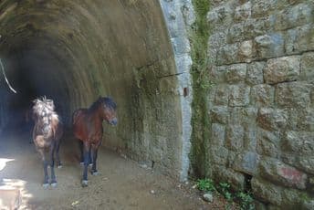 Sutormanska atrakcija - konji i bikovi u tunelu (FOTO)