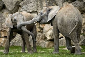 Više od 200 slonova uginulo u Keniji zbog suše Više od 200 slonova uginulo u Keniji zbog suše