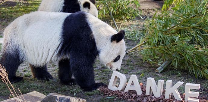 Dok pande njišu grane Dok pande njišu grane