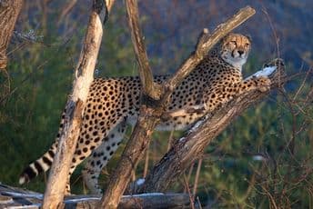 Iran: Ostalo samo 12 azijskih geparda u divljini Iran: Ostalo samo 12 azijskih geparda u divljini