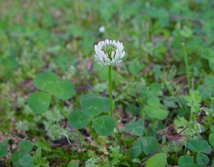 trifolium-repens-fl-ahaines-bijela-djetelina