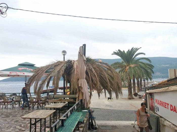 Surlaš uništava i tretirane palme na Škveru u Herceg Novom Surlaš uništava i tretirane palme na Škveru u Herceg Novom