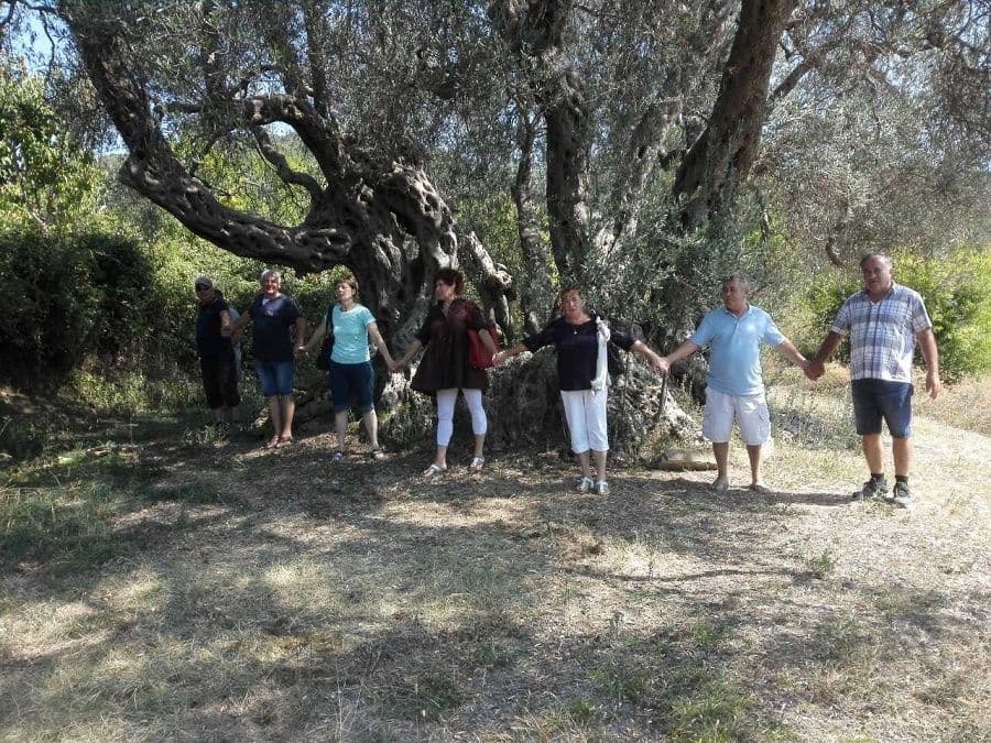 Istarski maslinari iznenadjeni visinom stabala maslina u Baru Istarski maslinari iznenadjeni visinom stabala maslina u Baru