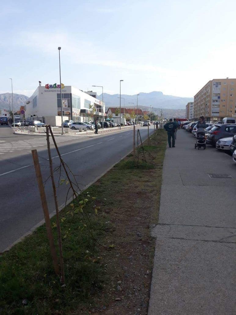 U Ulici Avda Međedovića polomljeno šest sadnica lipe U Ulici Avda Međedovića polomljeno šest sadnica lipe