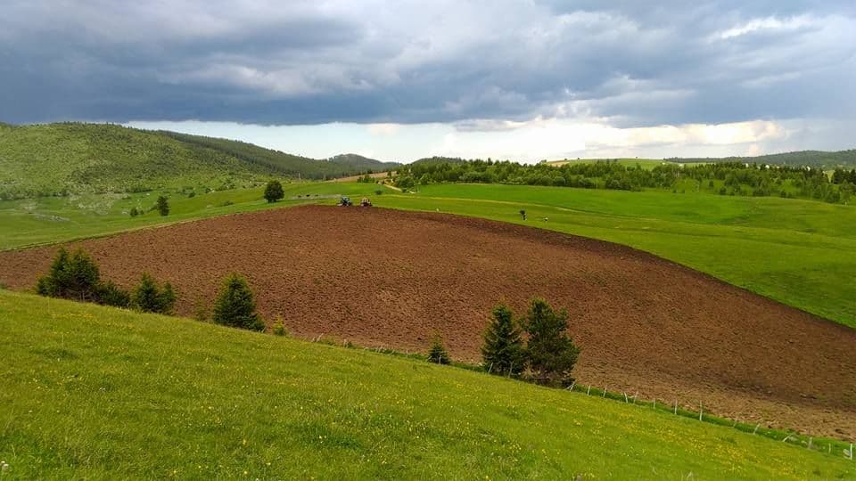 heljda-planinska-podrucja