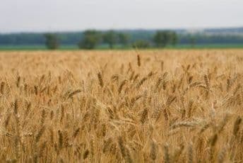 Iz Ukrajine za nedjelju dana otpremljeno 305.000 tona žitarica Iz Ukrajine za nedjelju dana otpremljeno 305.000 tona žitarica