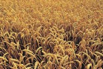 Izvoz ukrajinskog žita sve manji Izvoz ukrajinskog žita sve manji