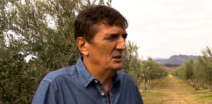 Na Ćemovskom polju će zasaditi još 10.000 maslina Dušan Kankaraš