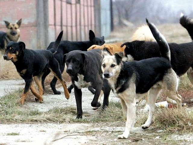 Brinu o 140 napuštenih pasa, potrebna pomoć Ilustracija