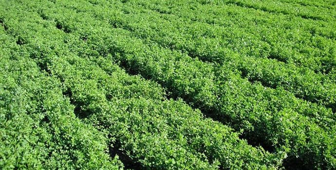 Gaji se sve više krmnih biljaka, ali prinosi nisu zadovoljavajući Gaji se sve više krmnih biljaka, ali prinosi nisu zadovoljavajući