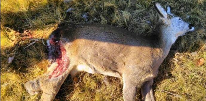 Srndać svirepo ubijen na Gusinom brdu Srndać svirepo ubijen na Gusinom brdu