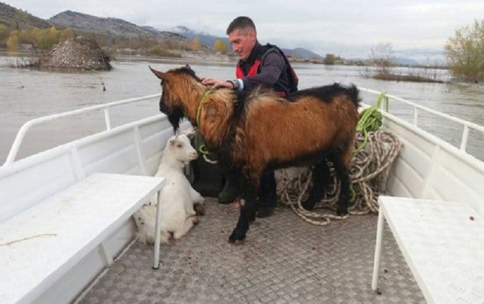 Spasili dvije koze iz nabujale Morače Foto: Služba zaštite i spašavanja Podgorica