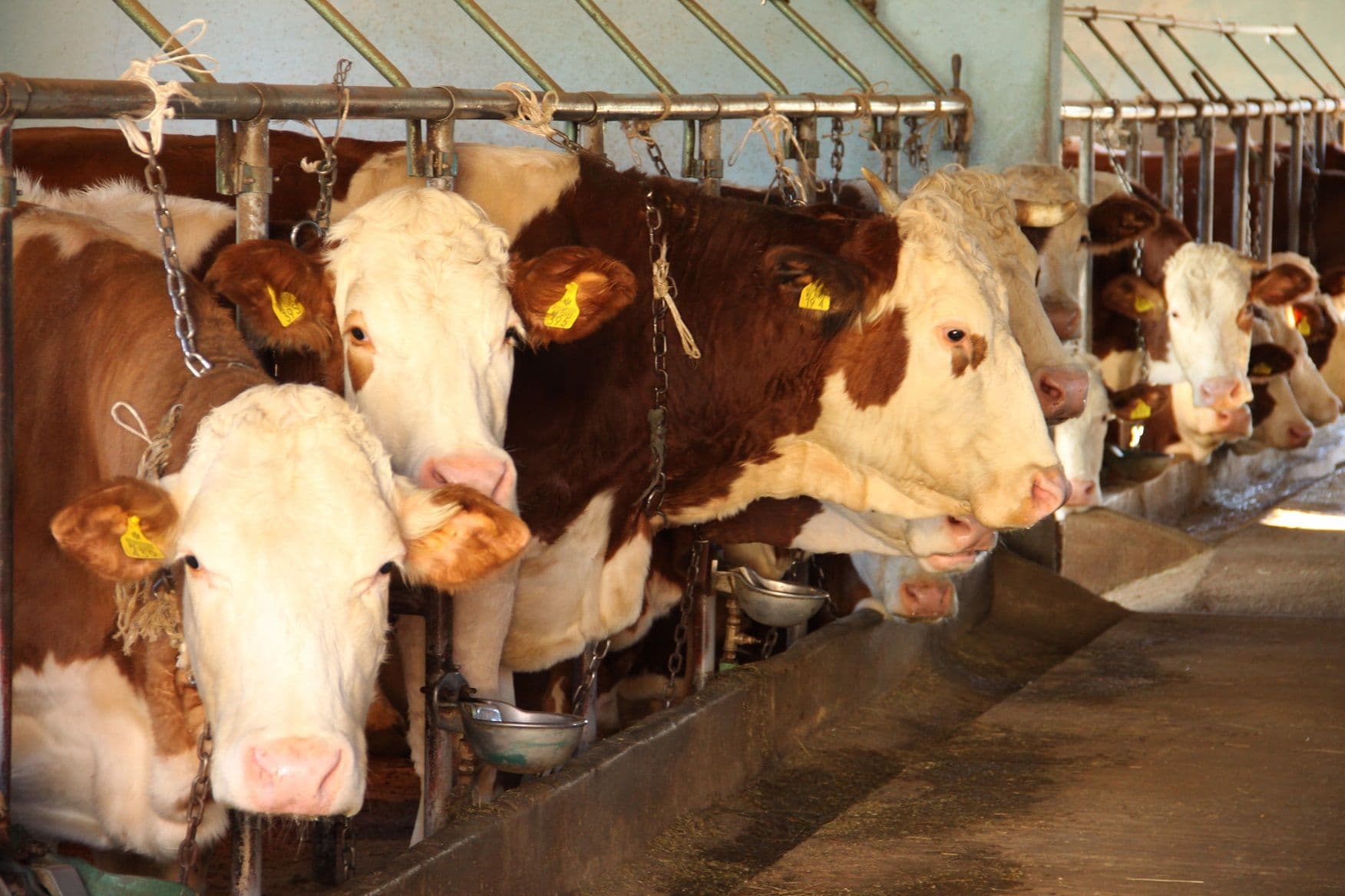 Stočarima isplaćene premije, povećan broj korisnika Stočarima isplaćene premije, povećan broj korisnika