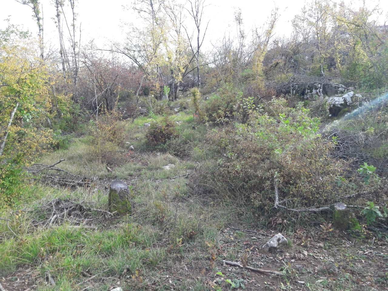 Apel: Ne uništavajte šumu Uzdomira Apel: Ne uništavajte šumu Uzdomira