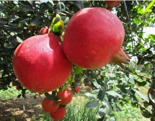 Inspektori zabranili uvoz 20.150 kilograma šipka Inspektori zabranili uvoz 20.150 kilograma šipka