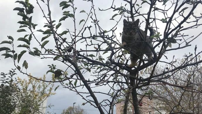 Zabjelska mačka Zabjelska mačka