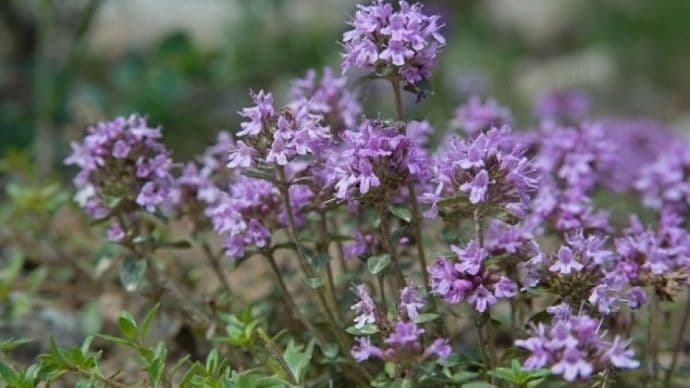 Majčina dušica – biljka bez ijednog štetnog sastojka Majčina dušica – biljka bez ijednog štetnog sastojka