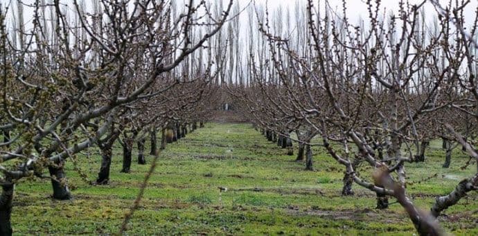 Zašto je važno zimsko prskanje voćaka Zašto je važno zimsko prskanje voćaka