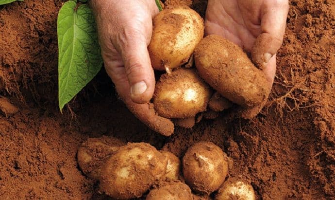 Saznajte osnove o izboru i sadnji krompira Saznajte osnove o izboru i sadnji krompira