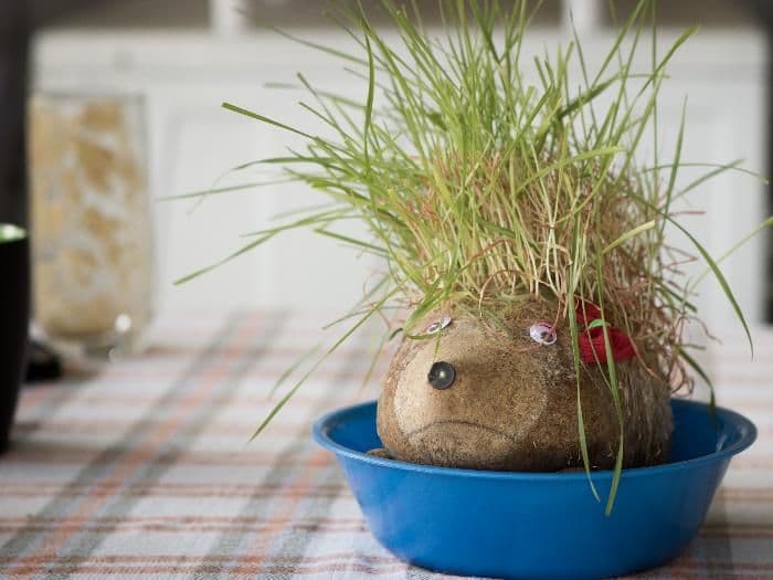 Trikovi za lijepu i gustu božićnu pšenicu Trikovi za lijepu i gustu božićnu pšenicu