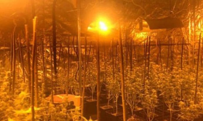 Crnogorac i Srbin uhvaćeni u stanu u Beču sa 122 stabljike kanabisa Foto: LPD Wien