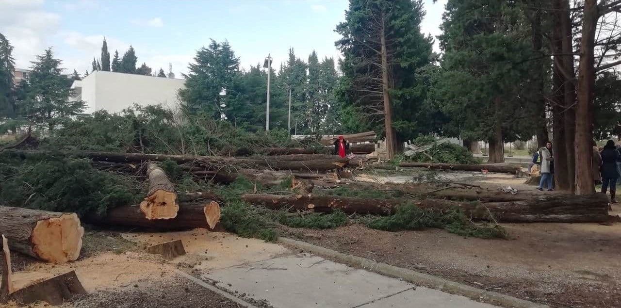 Grupa KANA najoštrije osudila nasilnu sječu čempresa u Baru Grupa KANA najoštrije osudila nasilnu sječu čempresa u Baru