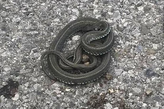 Zmija iznenadila mještane Zagoriča Zmija iznenadila mještane Zagoriča