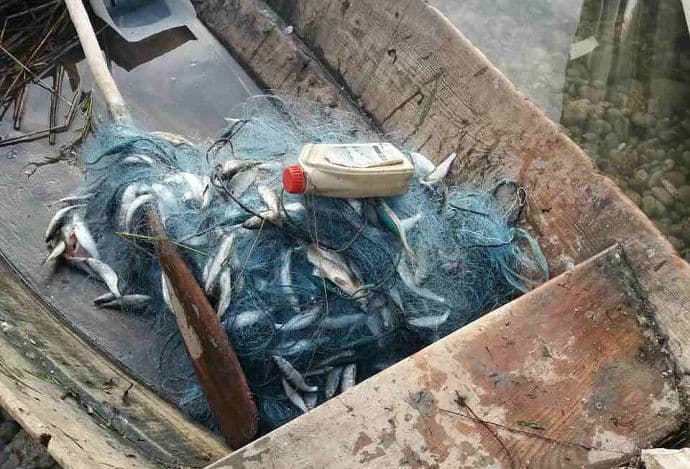 Zajedničke akcije doprinose očuvanju ribljeg fonda NP Skadarsko jezero Zajedničke akcije doprinose očuvanju ribljeg fonda NP Skadarsko jezero