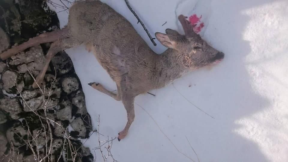 Srndaća ubili psi lutalice Srndaća ubili psi lutalice