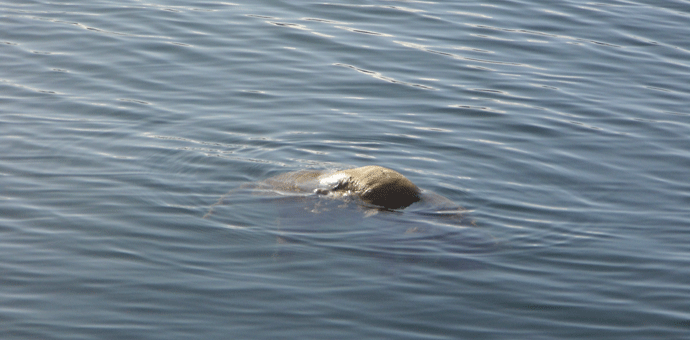 Tivat: Mrtav pas plutao u moru Foto: Radio Tivat