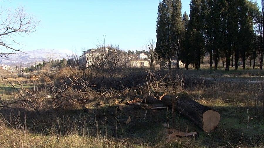 Glavni grad podnosi prijavu zbog sječe stabala Glavni grad podnosi prijavu zbog sječe stabala