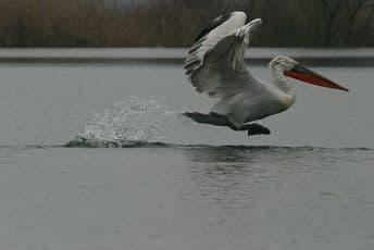 U Peruu od ptičijeg gripa uginulo 13 hiljada pelikana U Peruu od ptičijeg gripa uginulo 13 hiljada pelikana